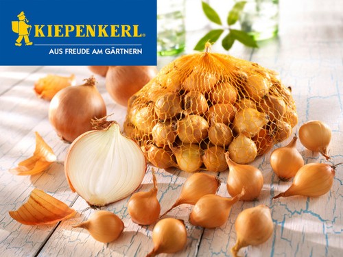 Kiepenkerl pflanzzwiebeln - kiepenkerl,