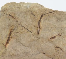 Pflanze, Rhacophyton sp., Devon, Famenne, Amblève, Belgien -m313