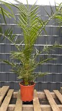 Phoenix canariensis Kanarische