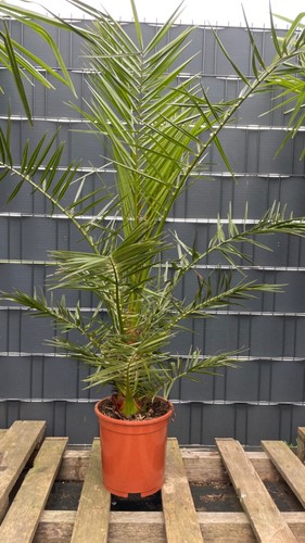Phoenix canariensis kanarische - phoenix,