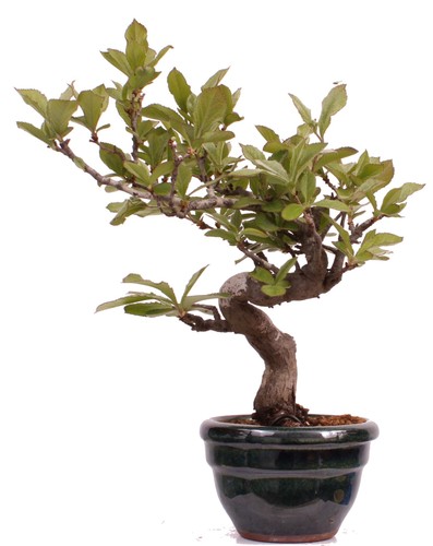 Bonsai pourthiaea villosa - -,