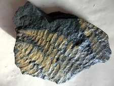 Pecopteris ( Karbon ) von Piesberg / Osnabrück