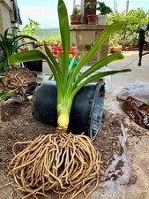 1 Large - Mature, Yellow