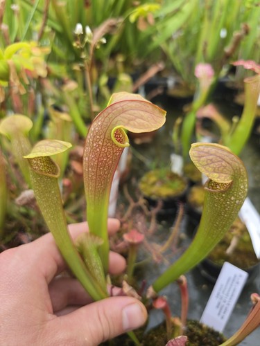 Sarracenia excellens - sarracenia, ×