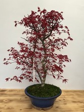 Bonsai Baum Acer Palmatum