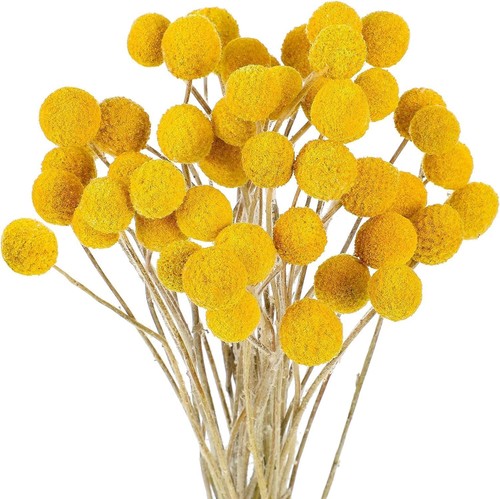 Trockenblumen craspedia - trockenblumen, 30