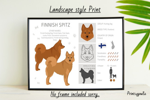 Finish spitz hund - spitz, a4