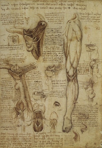 Leonardo vinci menschliche - da,