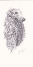* Windhund *  BARSOI *  BORZOI    * Levrier ***   Postcard  * # 127