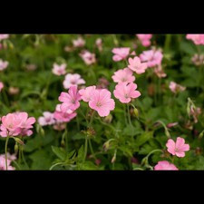 Geranium x oxonianum 'Rosenlicht' - Oxford-Garten-Storchschnabel 'Rosenlicht' -…