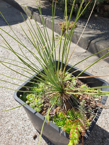 Traum yucca hybride mw32 - traum,