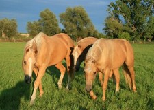 Pferdeboxen, Stall frei, Paddockbox, Stuten, Stallhilfe, Pferdestall, Offenstall