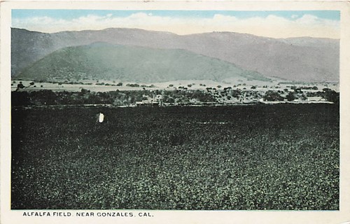 Postcard alfalfa field - ca:,