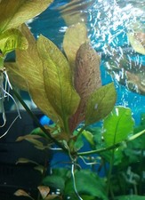 Junge Schwertpflanze