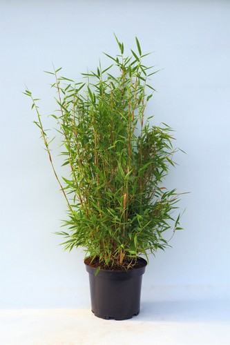 Fargesia murielaea jumbo - murielaea,