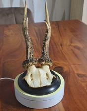 Rehbock Gehörn,Rehgeweih, Trophäe Rehgehörn mit Trophäenbrett 31 cm. 1936-1943