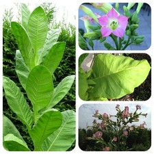 Virginia Gold alte Sorte Tabak Rauchtabak Nicotiana tabacum kräftiges Aroma