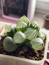 Haworthia urahannya hyb