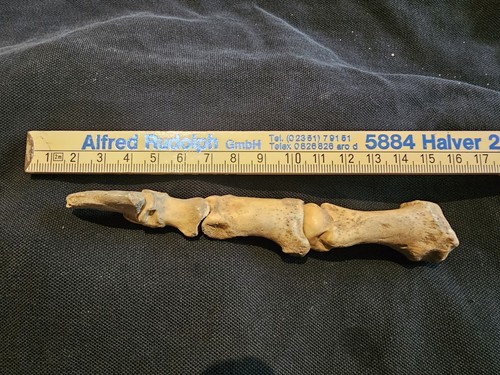 Eiszeit fossil höhlenbär - eiszeit,