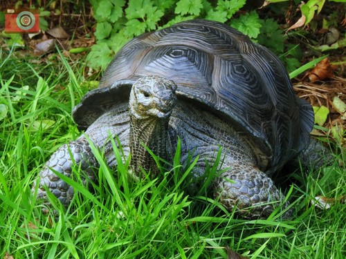 Lebensgrosse schildkröte - lebensgrosse,