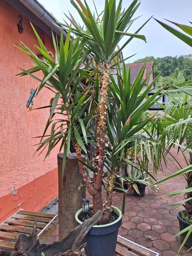 Große yucca palme - große,