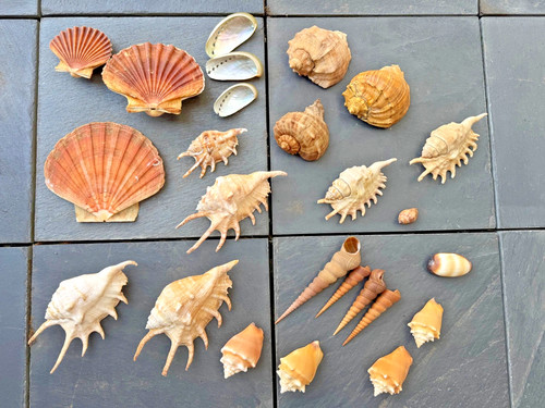 Muschelsammlung konvolut - muschelsammlung,