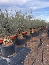 Sunny Tree - Olivenbaum - Olea