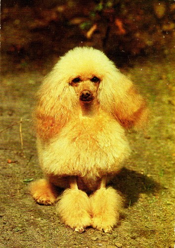 Tiere ddr hund - ak,