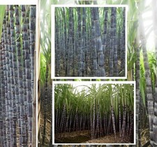 Zuckerrohr Bambus Pflanze für die Wohnung drinnen Zimmerpflanze gross Süßkraut