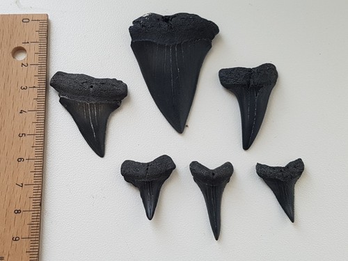 Fossilien sammlung konvolut - fossilien,,
