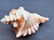 Cymatium ranzanii 170 mm