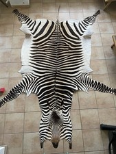 Hartmann Bergzebra Zebrafell Ca 3,05  x 2,25 m Aus Namibia Neu Mit Nachweisen