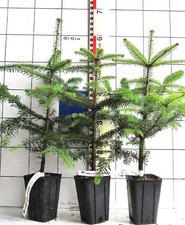 Abies nordmanniana,  "Oh Tannenbaum",   Nordmanntanne, mehrj. Pflanze)  im Topf