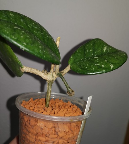 Hoya carnosa stardust - carnosa,