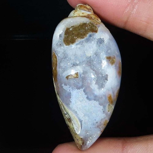 Natürlich fossil schnecke - fossil,