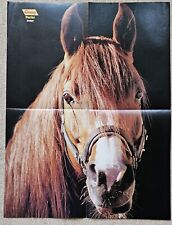 Poster Bild Pferdeposter Pferde Conny Araber 