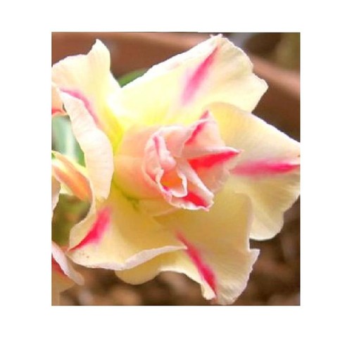 Adenium obesum sugared - adenium,