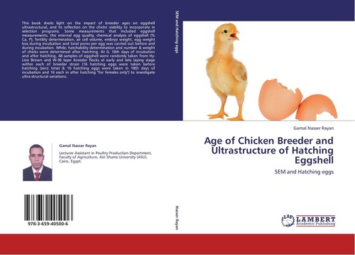Age chicken breeder and - age,