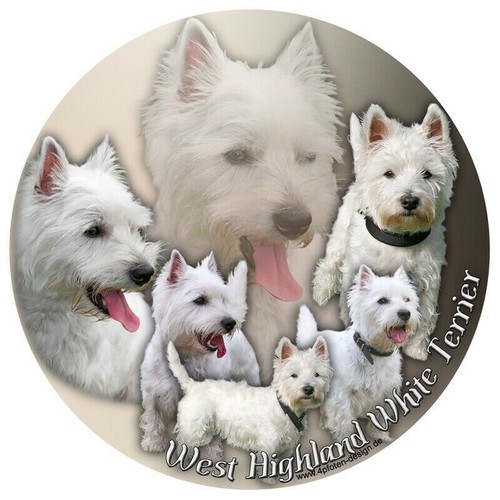 West highland terrier - highland,