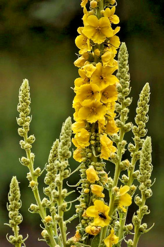 Gute blumen samen - gute, garten