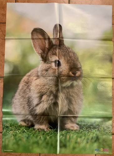 Medizini poster hauskaninchen - medizini,