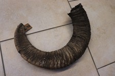 Mufflon Muffel Wildschaf