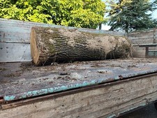 Eichenstamm (Länge 3,3m - Durchmesser ca. 90 cm) zu verkaufen