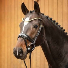 Passier trense favorite - trense,