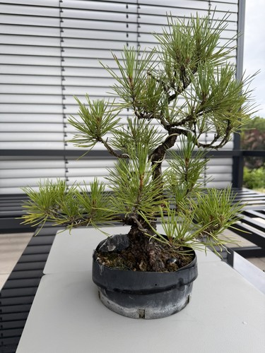 Japanischer pinus thunbergii - japanischer, pinus-thunbergii