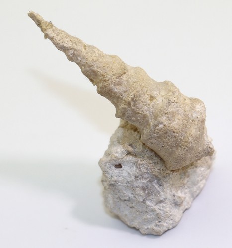 Schnecke nerinea jura - schnecke,,