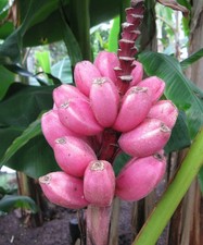 Pflanzen-Samen von der ROSA