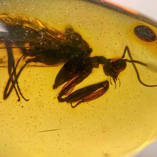Mantisfly burmese burmite - burmese,