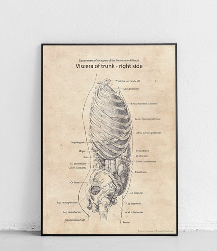 Anatomie illustration innere - anatomie,