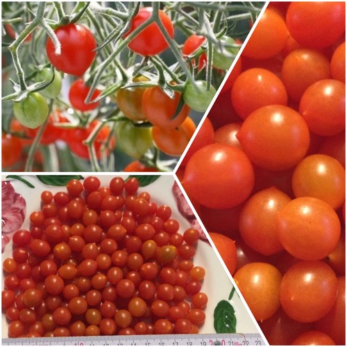 Samen mini perlen tomaten - 15,